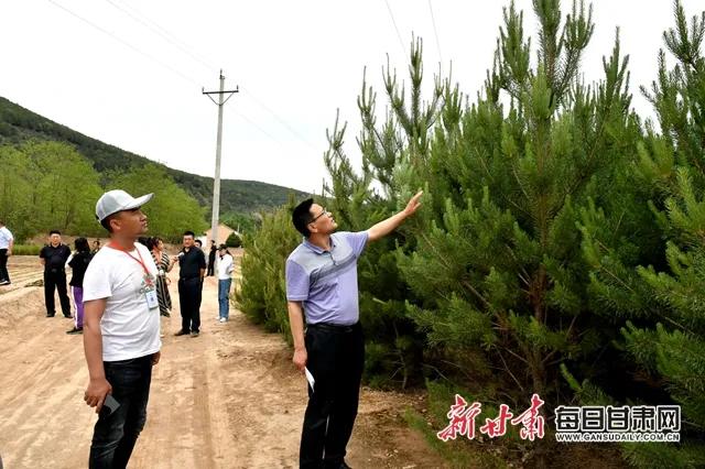 林镇林场迈向绿色繁荣新篇章的规划发展策略