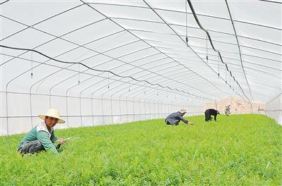 三条岘村委会最新动态报道