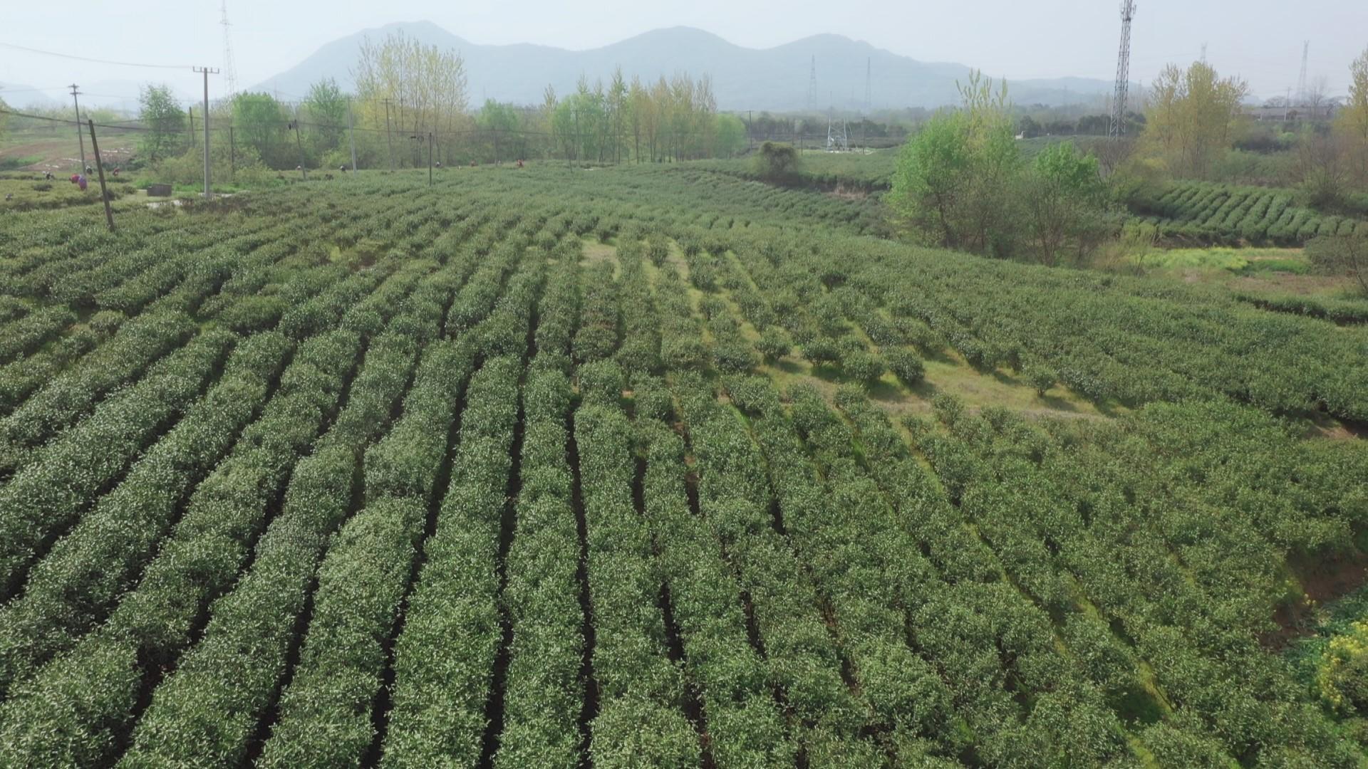 句容下蜀茶场天气预报更新通知