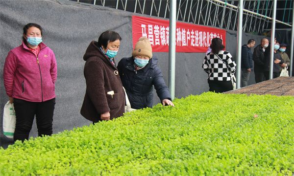 中心苗卜最新项目，引领未来城市发展的绿色动力