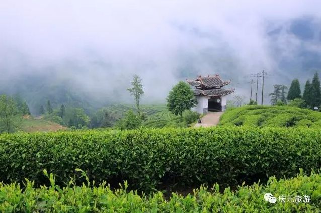 茶园村新项目，乡村振兴的新动力源泉