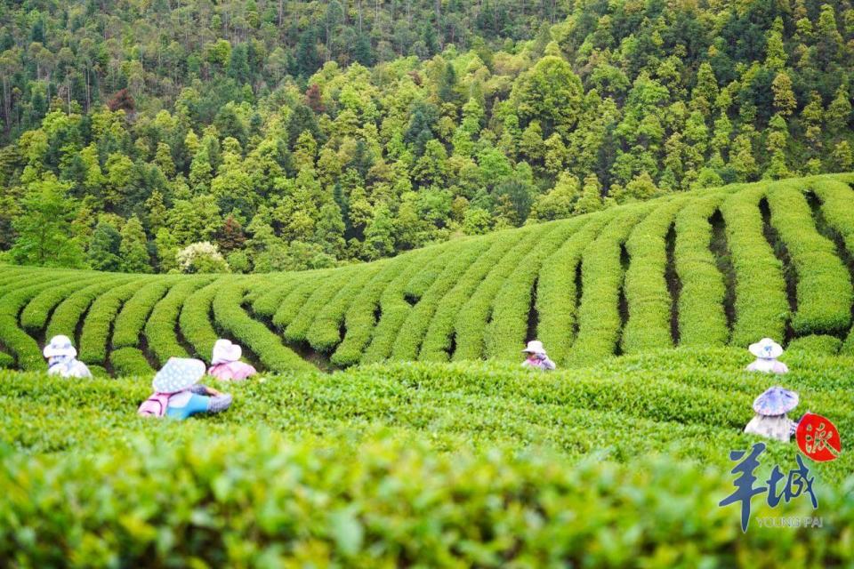 东径茶场最新招聘信息详解及职位概述